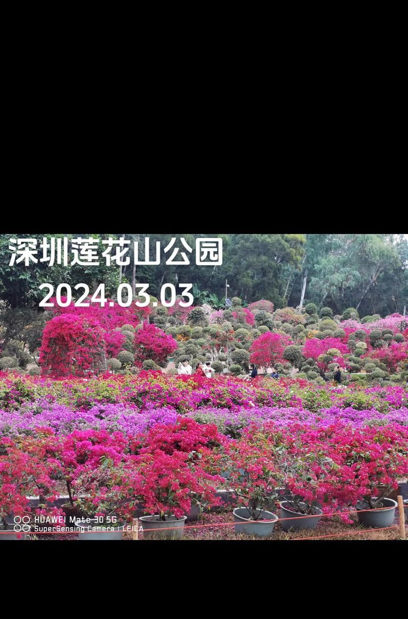 探索莲花山公园（用心体验，解锁奇妙之旅）